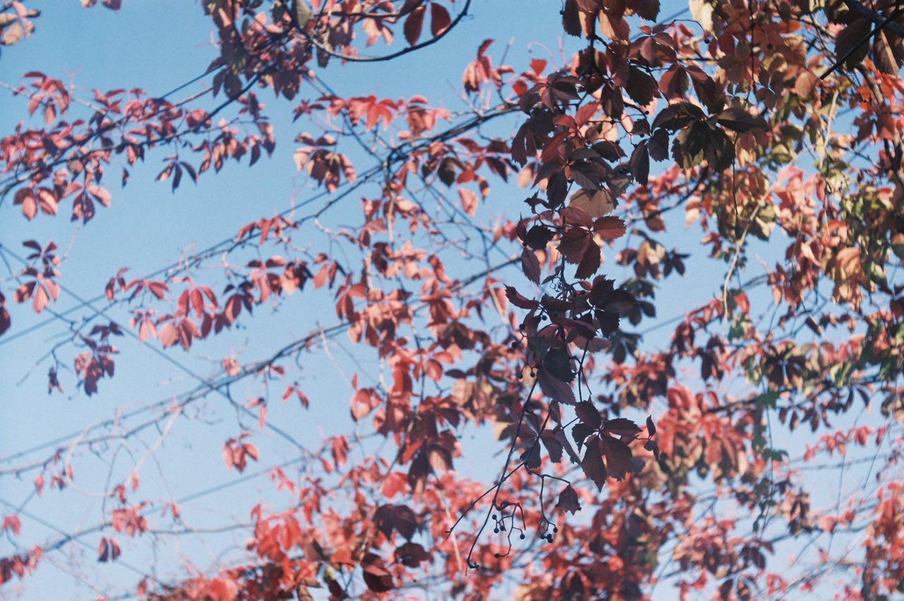 film-photo